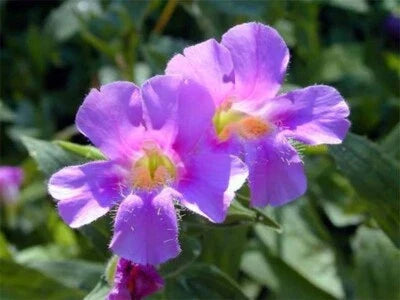 Mimulus Unusuals Shaped Flowers Resembles The Face Of A Monkeys Ringens