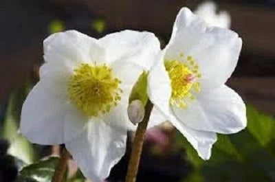 White Christmas Roes Helleborus Winter Blooming Perennial Flower