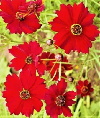 Red Dwarf Plains Coreopsis Sale Non Gmo
