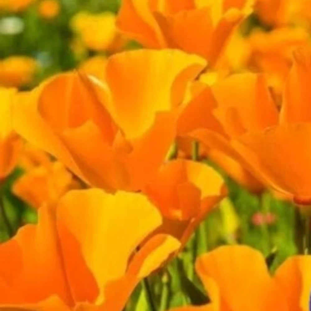 Orange Calinia Poppy Flower