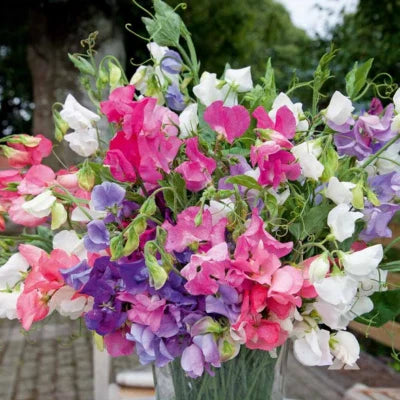 Bijou Mix Sweet Pea