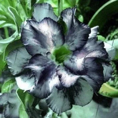 White Black Desert Rose