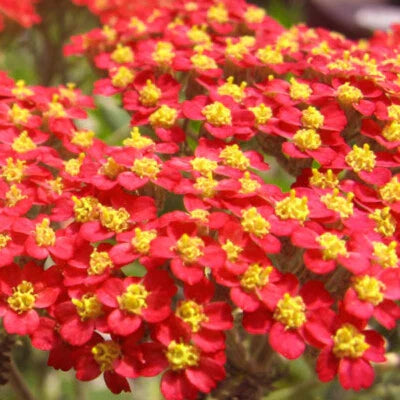 Red Yarrow