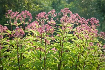Joe Pye Weed