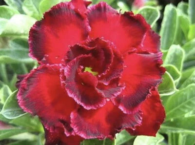 Red Rose Mary Desert Rose