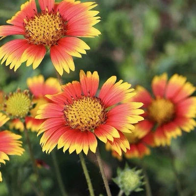 Indian Blanket Gaillardia Pulchella Usa Seller