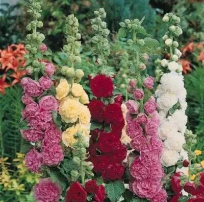 Summer Carnival Mix Hollyhock Flowers Easy Non Gmo Tx Usa