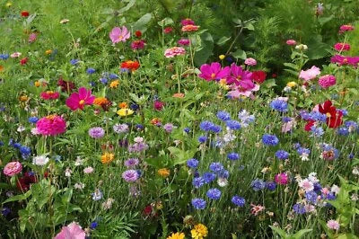 Northeast Wildflower Mix Stunning Annuals Perennials
