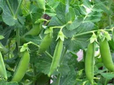 Sugar Snap Pea vegetable seeds for Planting Snap Daddy Heirloom Non-GMO High Germination Organic Garden vegetable seeds Climbing Annual Fresh Garden Peas for kitchen garden planting