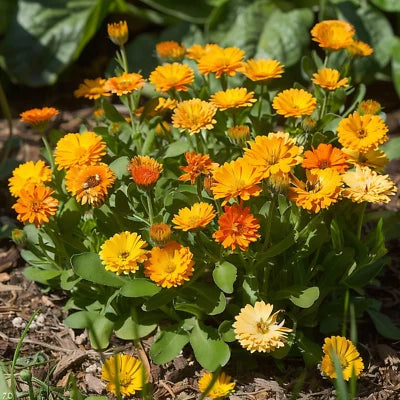 Calendula Pacific Beauty