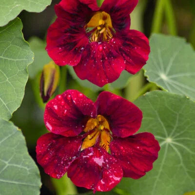Black Velvet Nasturtium
