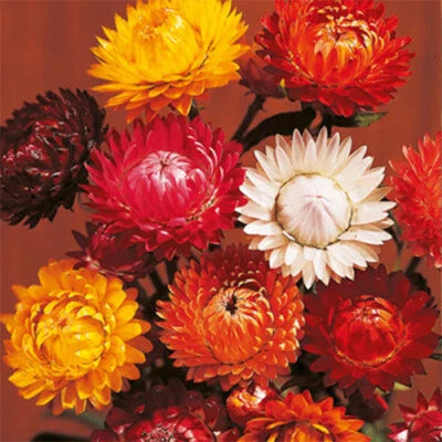 Tom Thumb Mix Strawflower