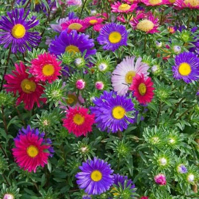 Single Mix China Aster
