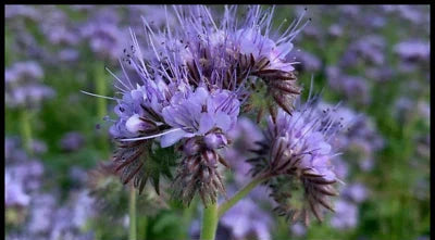 Lacy Phacelia