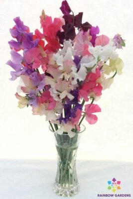 Winter Romance Sweet Pea