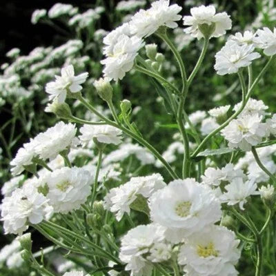 Babys Breath Snowflake Perennial Native