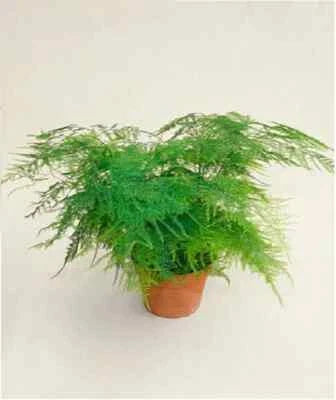 Of Bridal Bouquet Fern Asparagus Fern Pk