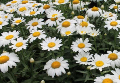 Mg Shasta Alaska Daisy