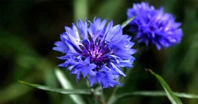 Blue Tall Cornflower Bachelor Button Wildflower Young Love