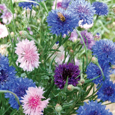 Bachelor Button Cornflower Mixed