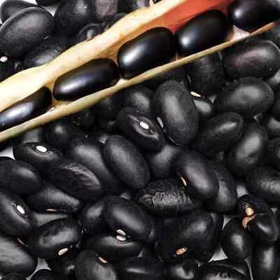 Black Pound Bean