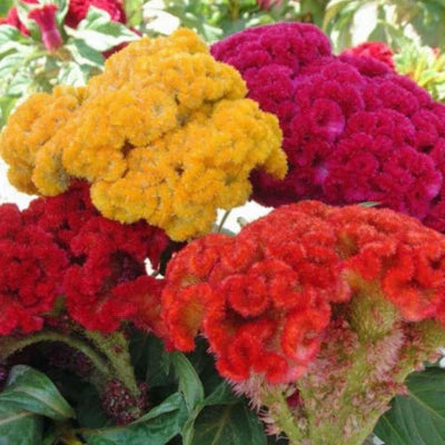 Cristata Mix Celosia