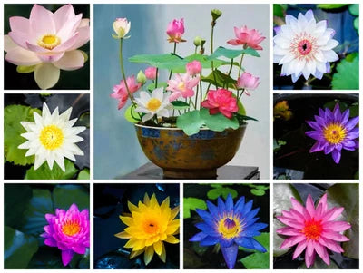 Mix Bonsai Bowl Lotus