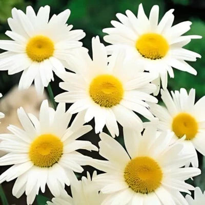 Shasta Daisy