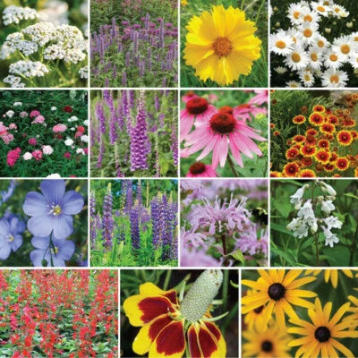 Wildflower Mix All Perennial Deer Resistant Pollinators Bees Non Gmo
