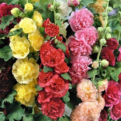 Hollyhock Chaters Double Mix Peony Flowered Blooms Biennial Non Gmo