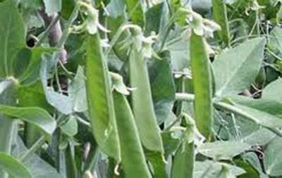 Pea Lincoln Peas Heirloom Non Gmo Perfect Peas Non Gmo Fragrant Climbing Annual Flower vegetable seeds for kitchen garden planting