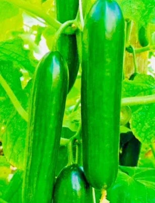 Fresh Harvest Tendergreen Burpless Cucumber Planting Nongmo Heirloom Variety Non Gmo Flower for kitchen garden planting