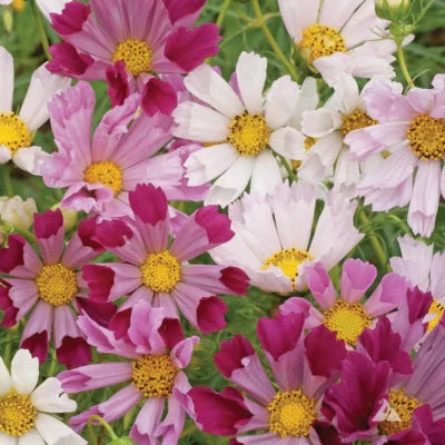 Cosmos Seashells Flower Seedsfree Combined Shipping