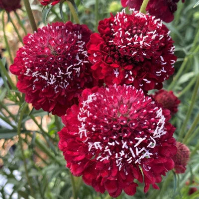 Red Scabiosa Raspberry Pincushion Flower