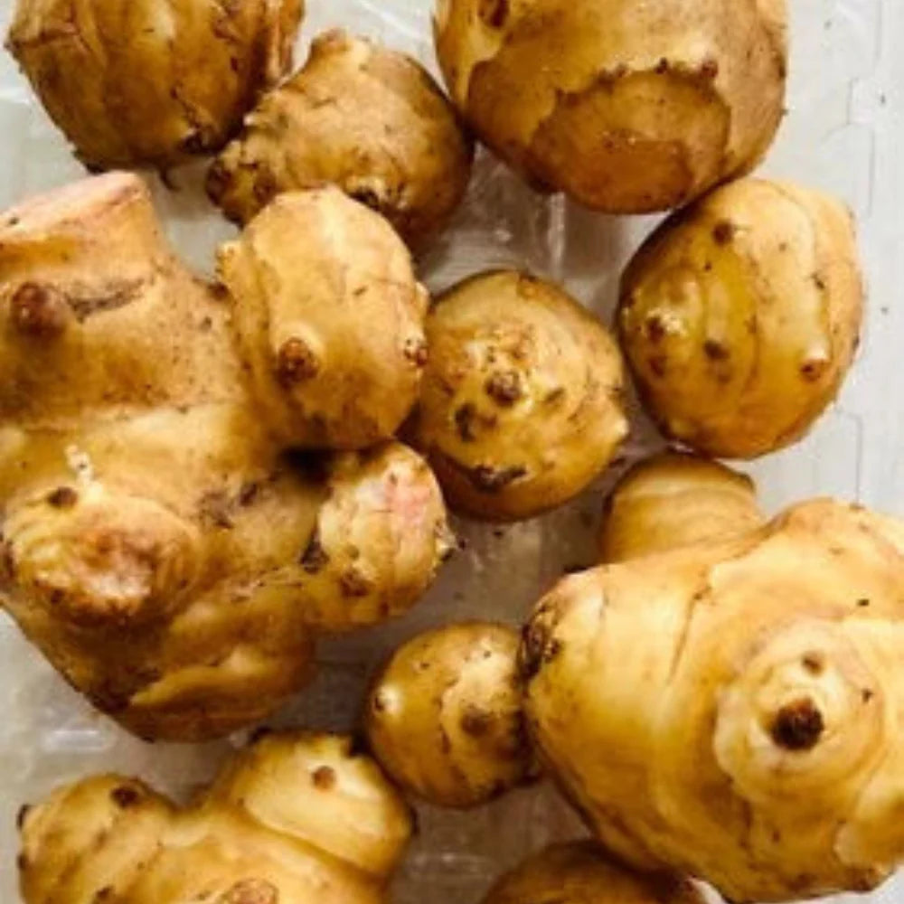 White Mammoth Sunchoke Jerusalem Artichoke Helianthus Tuberosus Edible