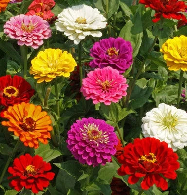 Count Calinia Giant Zinnia Flower