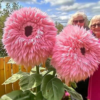 Pink Rare Giant Teddy Bear Sunflower