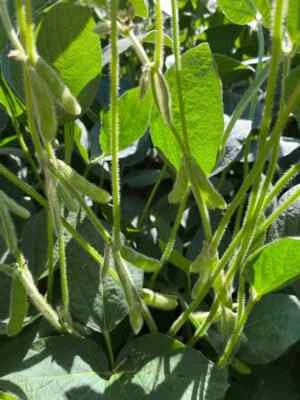 Lb age Soybeans Wildlife age Cover Crop Deer Food Plot