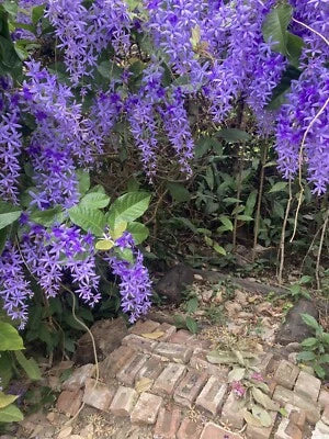Petrea Volubilis Queens Wreath Vine Sandpaper Vine