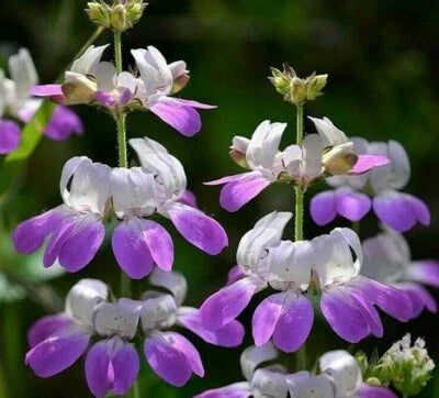 Chinese Houses Flower Annual Garden Bees Butterflies