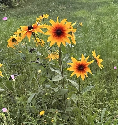 Black Rudbeckia Hirta Eyed Susan Flower