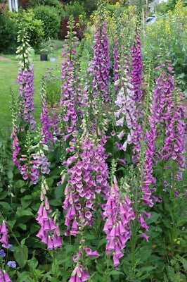 Pink Purple Organic Of Foxgloves Digitalis Purpurea Shades Of