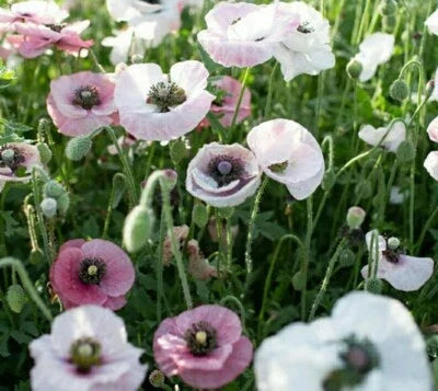 Pink White Poppies Mix Wildflower