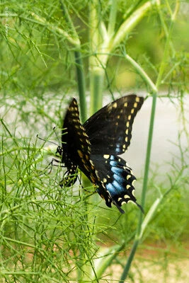 Fennel