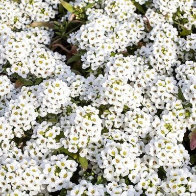 White Tiny Tim Alyssum