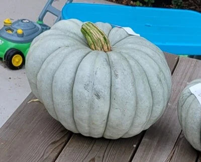 Blue Jarrahdale Pumpkin