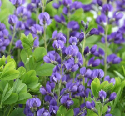 Blue Baptisia Wild Indigo Flowers Butterfly Host Plant Perennial Nongmo