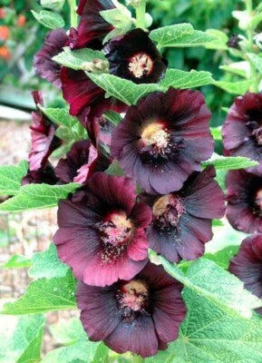 Red Black Hollyhock Nigra Alcea Rosea Deep Fall Or Spring Plant Non Gmo