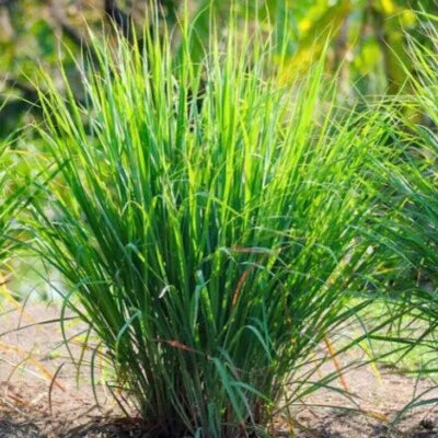 Lemon Grass