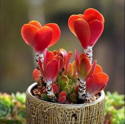 Colorful Echeveria Mix Rare Exotic Succulent Hen Chicks Us Succulent